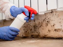 Best Basement Mold Removal in Yale, OK